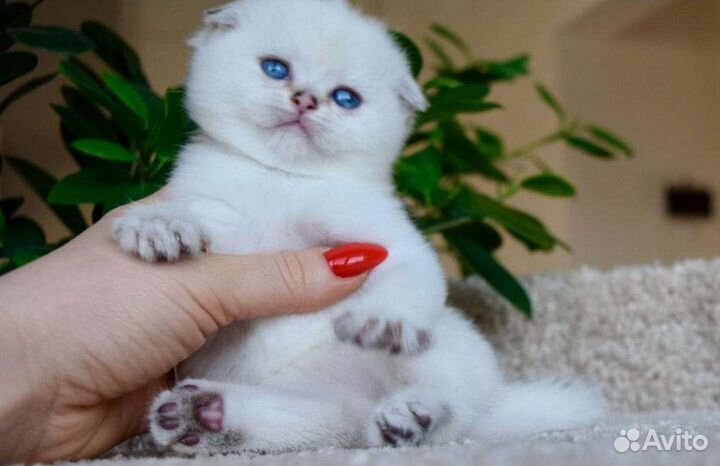 Белое облочко,девочка с голубыми глазками