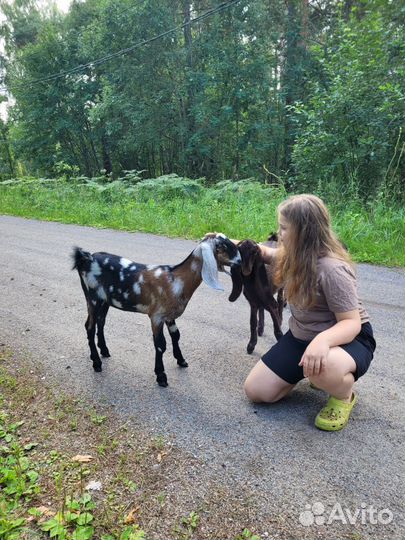 Козы Англо-нубийские, Камори