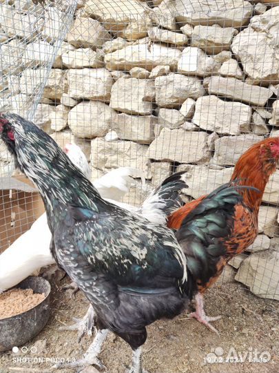 Орловские куры