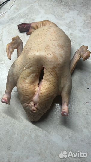 Мясо индоутки