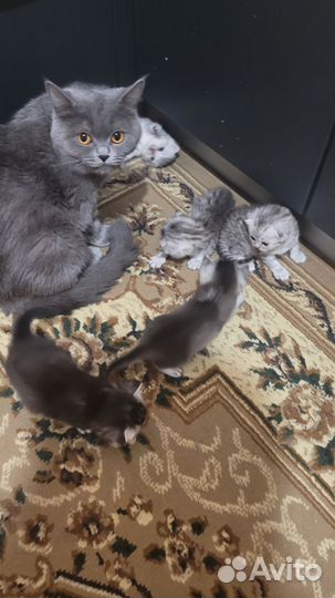Британские котята