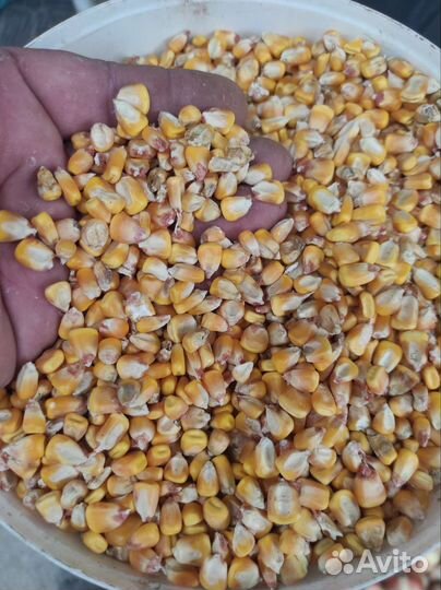 Кукуруза