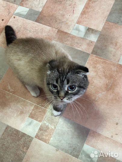 Вислоухий кот