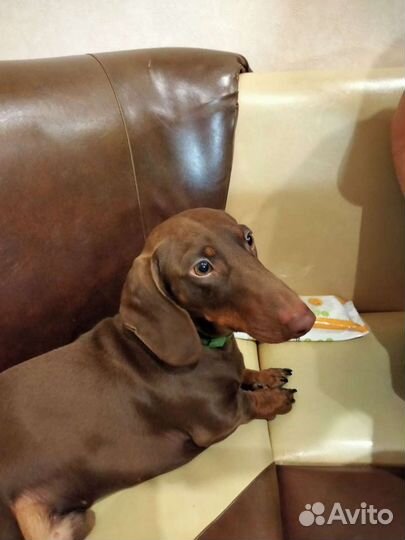 Такса на вязку