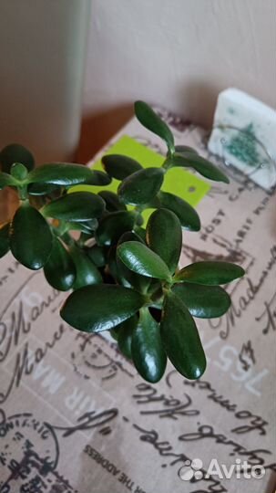 Комнатные цветы 