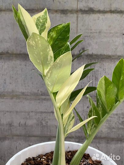 Замиокулькас вариегатный Emerald White