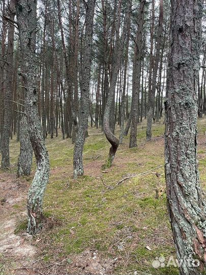 Индивидуальные экскурсии на Куршскую косу