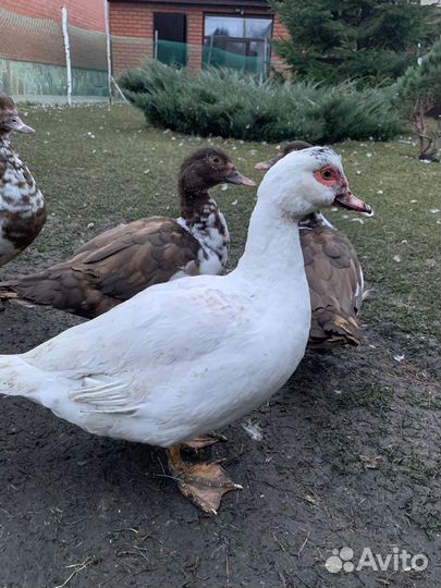 Селезень индоутки на племя