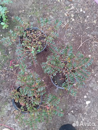 Лагерстремия индийская сирень