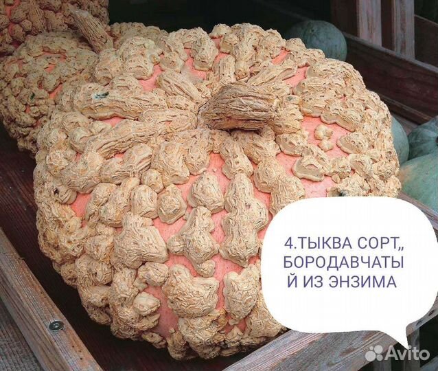 Семена тыквы