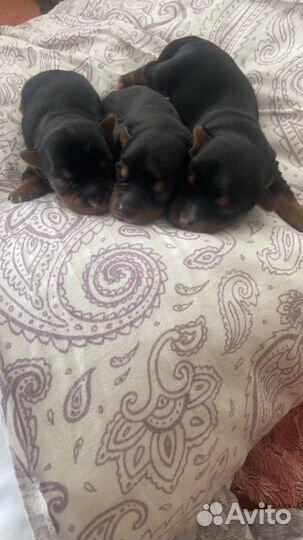 Йоркширский терьер