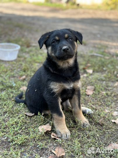 Щенок 1,5 мес