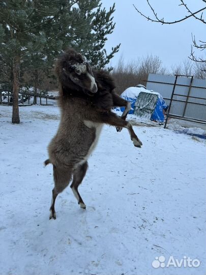 Козел на племя