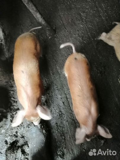 Поросята породы Дюрок