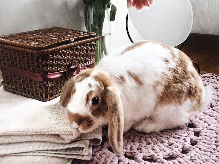 Кролик декоративный Вислоухий Баран