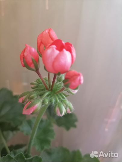 Пеларгония герань