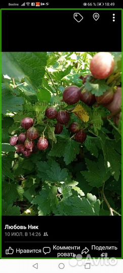 Смородина, бесшипный крыжовник