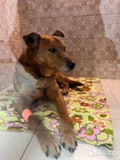 Очень ищем передержку собаке