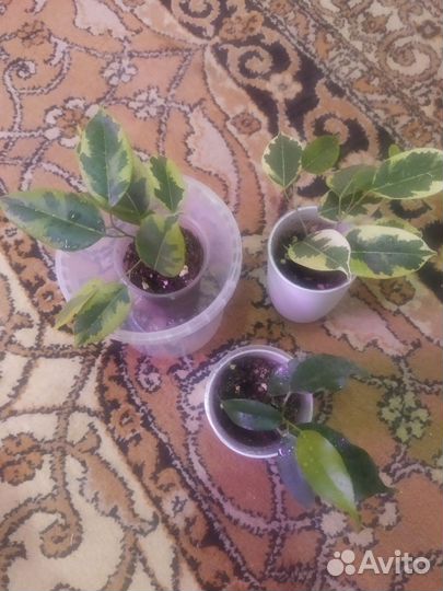 Фикус бенджамина