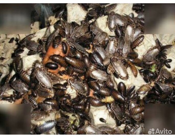 Мраморные тараканы