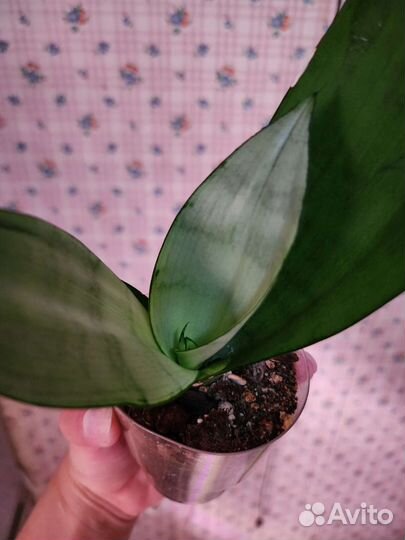 Сансевиерия муншайн