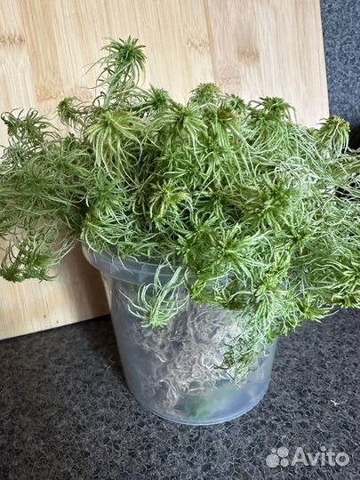 Мох сфагнум живой свежий