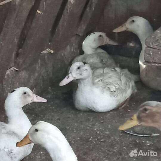 Утята, гусята, муларды