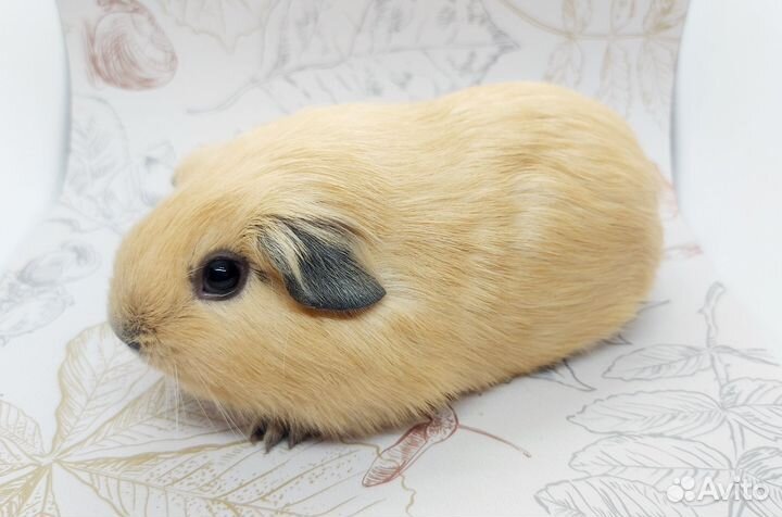 Морская свинка калифорния