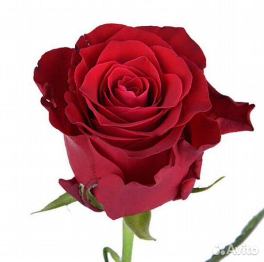 Роза Rhodos Премиум 50 см