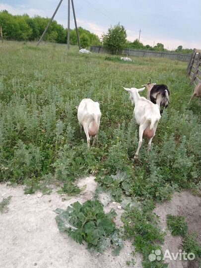 Козы зааненский две за 25 тыс