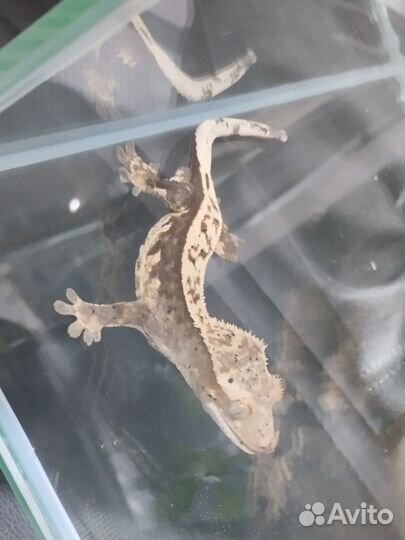 Передержка рептилий