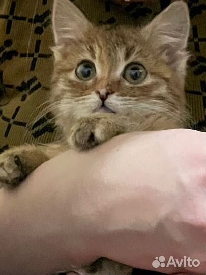 Верните кошку хозяину