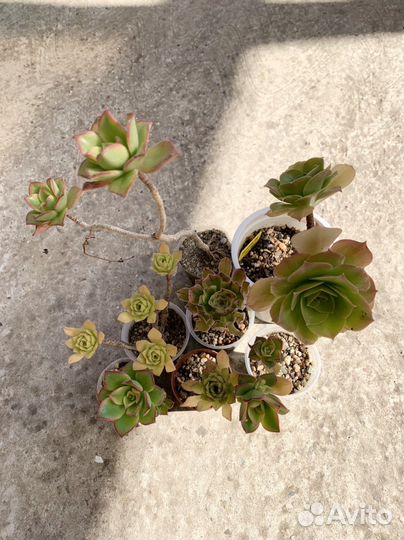 Эониумы, набор эониумов