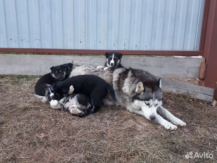 Щенки сибирской хаски