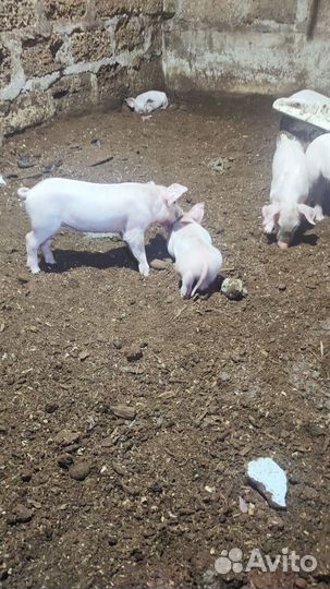 Поросята