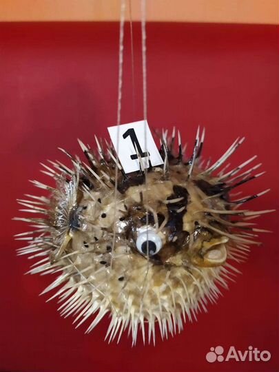 Морская ракушка рыба-ёж