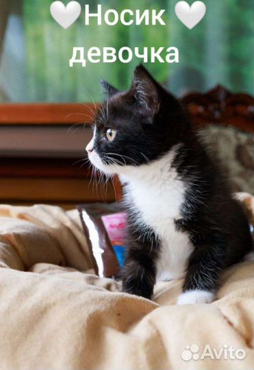 Котенок-спасеныш в добрые ручки