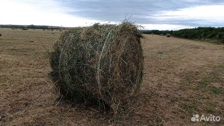 Люцерна тюки 145см