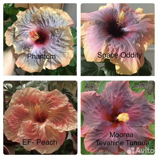 Шикарные гибискусы