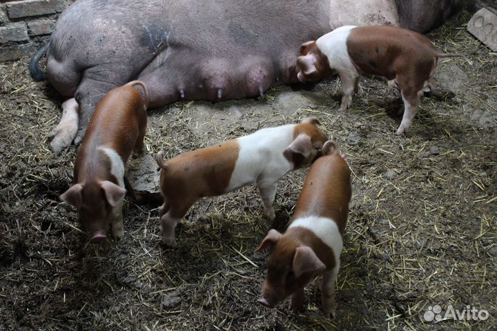 Поросята
