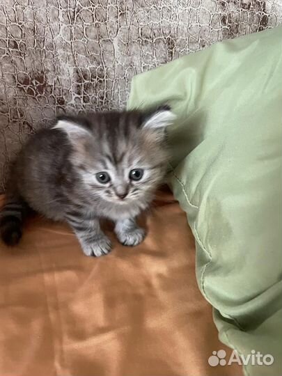 Котята отдам в добрые руки бесплатно