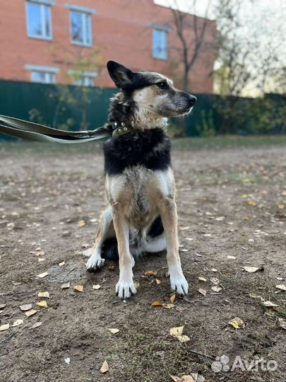 Помогите Вербе побороть страх