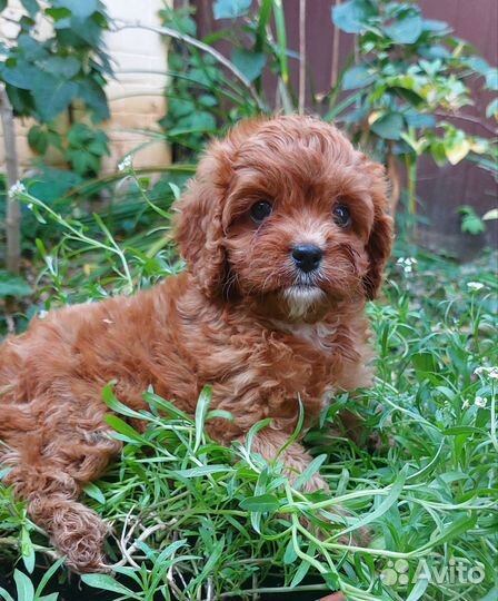 Щенок кавапу девочка