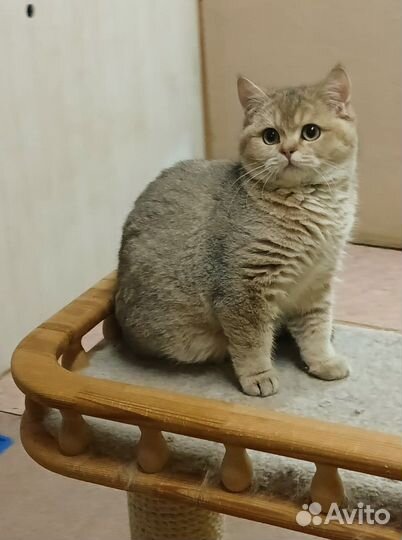 Шотландка в золоте