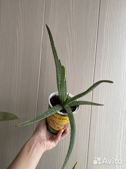 Суккуленты/алое