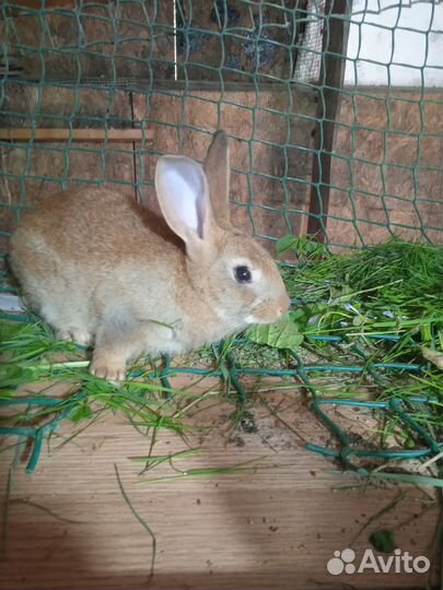 Кролики мясных пород