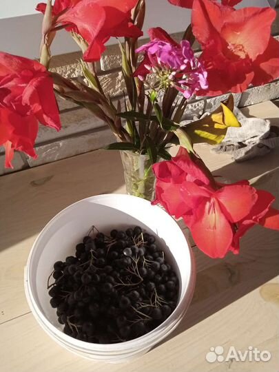 Рябина черная