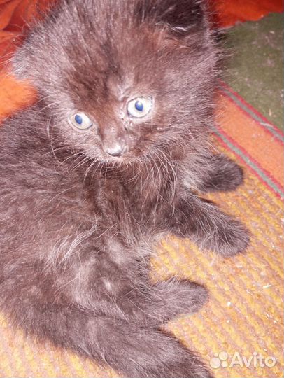 Отдам бесплатно котят
