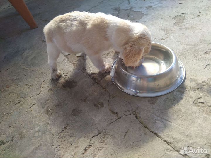 Щенки кокер-спаниель