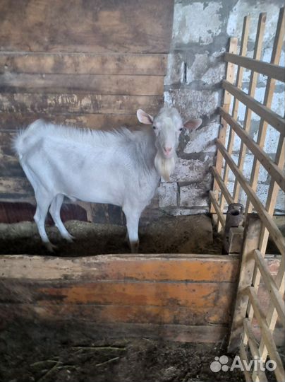 Козёл Дойной породы